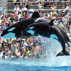 SeaWorld San Diego