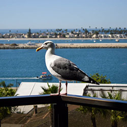 Hyatt Regency Mission Bay Spa and Marina